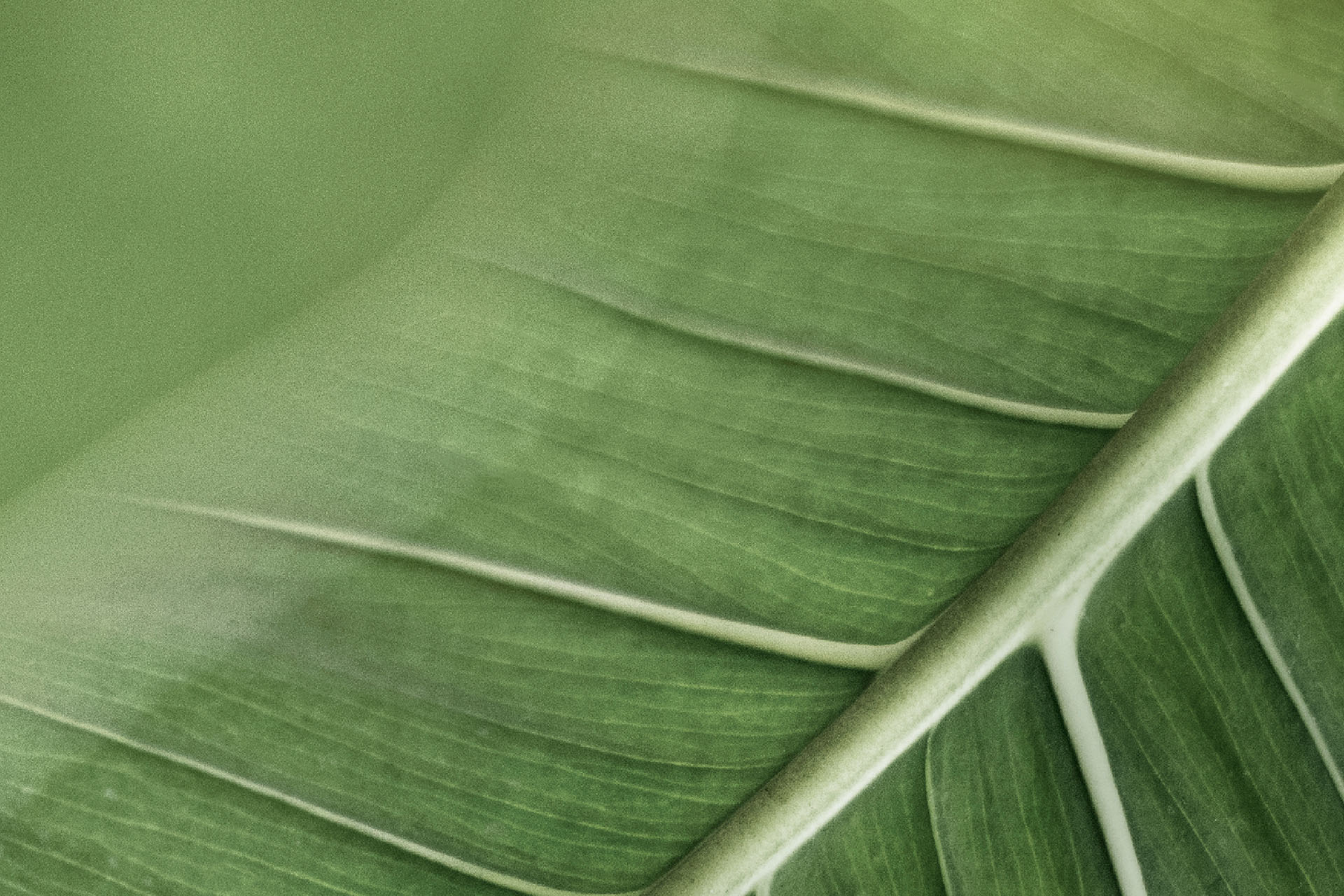 Hojas verdes