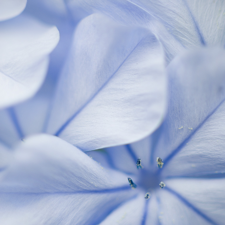 Pétalos de flores